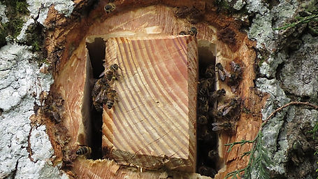 Pertwood Farm Tree Hive